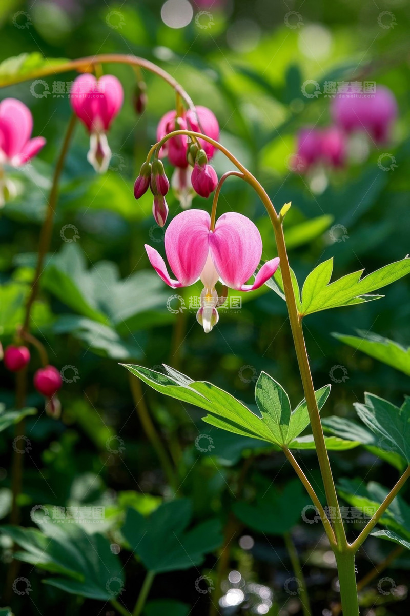 高清大图下载【趣麦麦图】荷包牡丹花特写