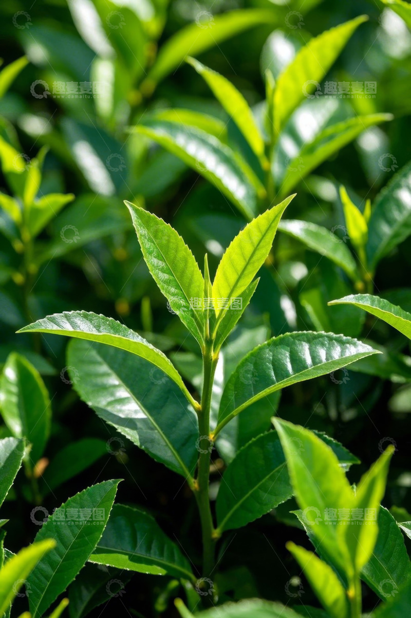 高清大图下载【趣麦麦图】嫩绿茶叶特写