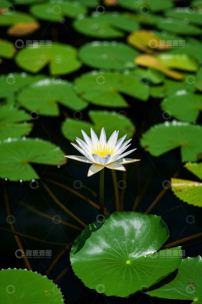 高清大图下载【趣麦麦图】水中绽放的白色睡莲与荷叶