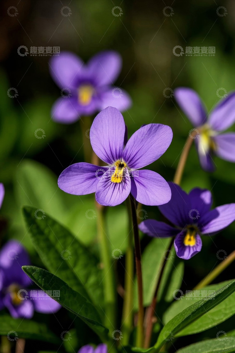 高清大图下载【趣麦麦图】紫色小花特写