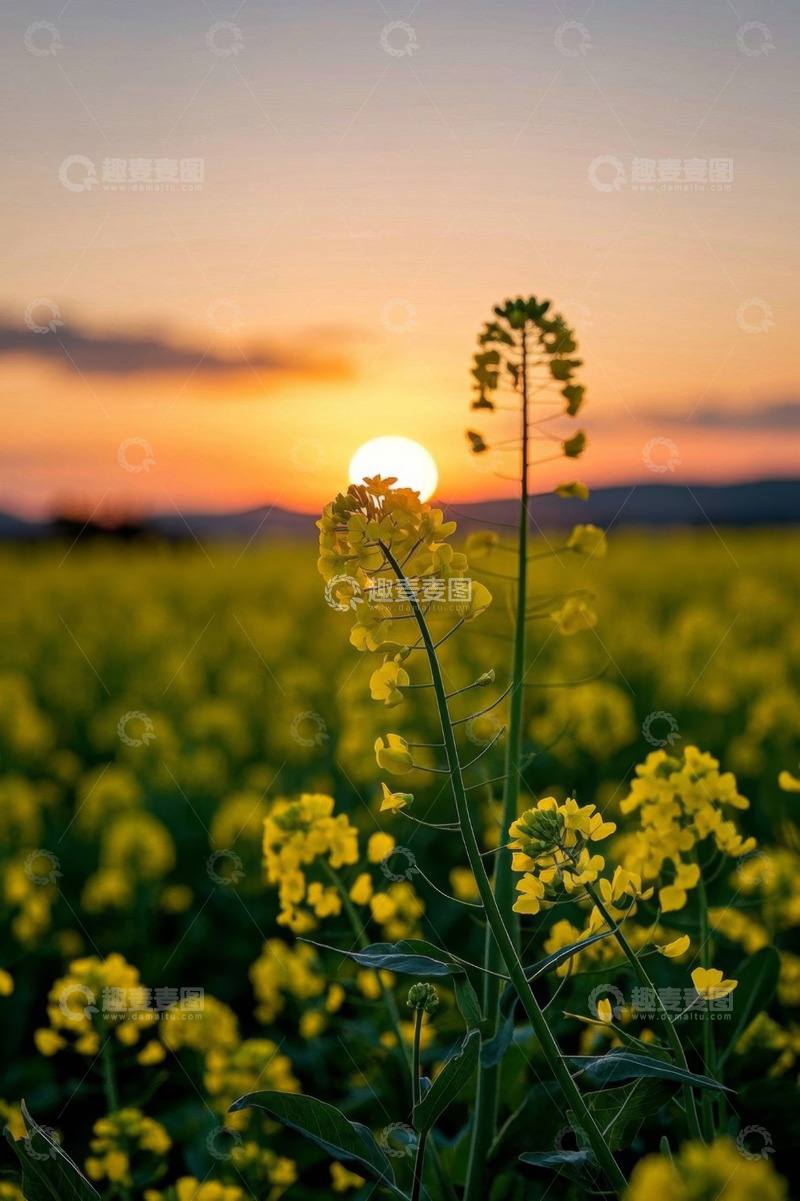 高清大图下载【趣麦麦图】日落时分的黄色油菜花田