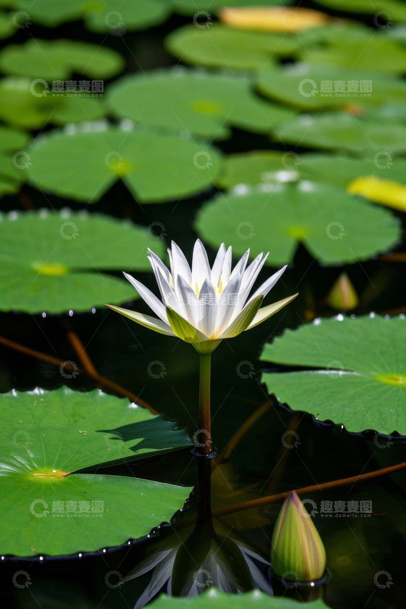 高清大图下载【趣麦麦图】池塘中盛开的白色睡莲及荷叶