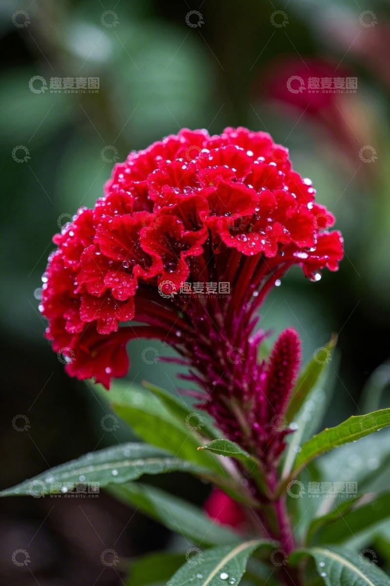 高清大图下载【趣麦麦图】带水珠的红色鸡冠花特写