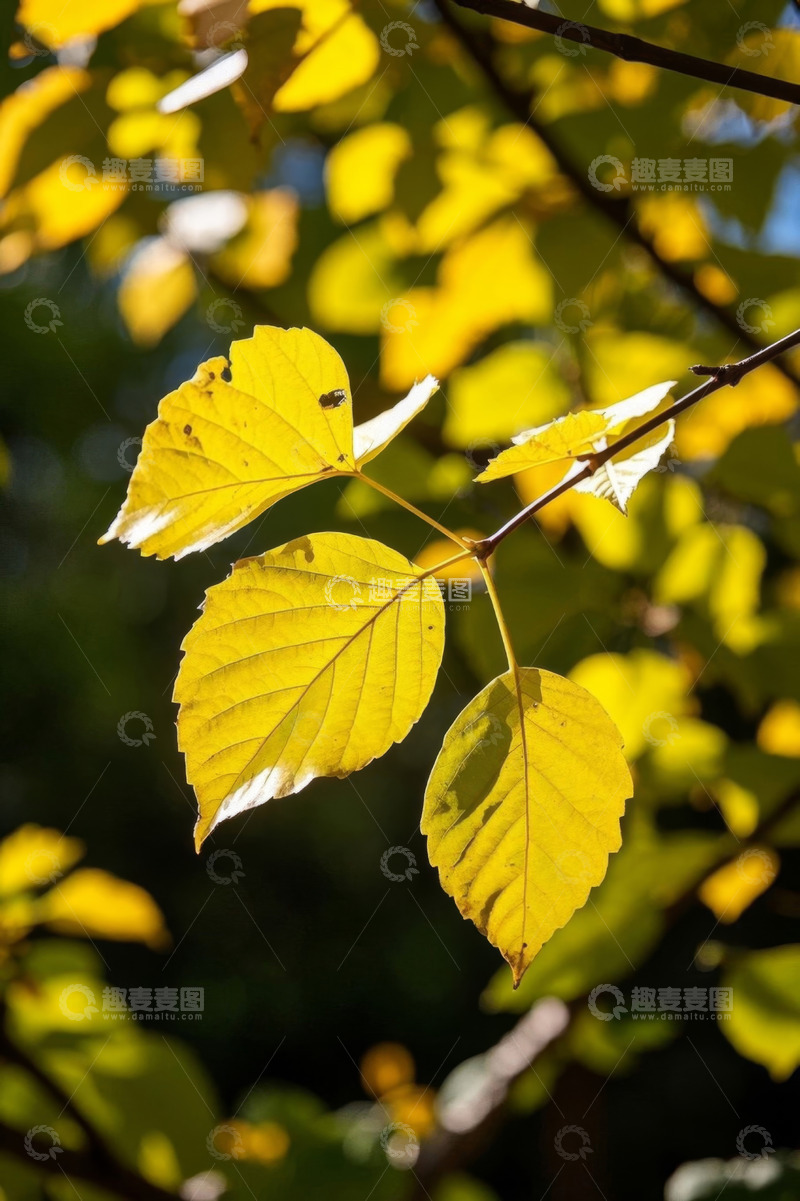 高清大图下载【趣麦麦图】阳光下的黄色树叶特写