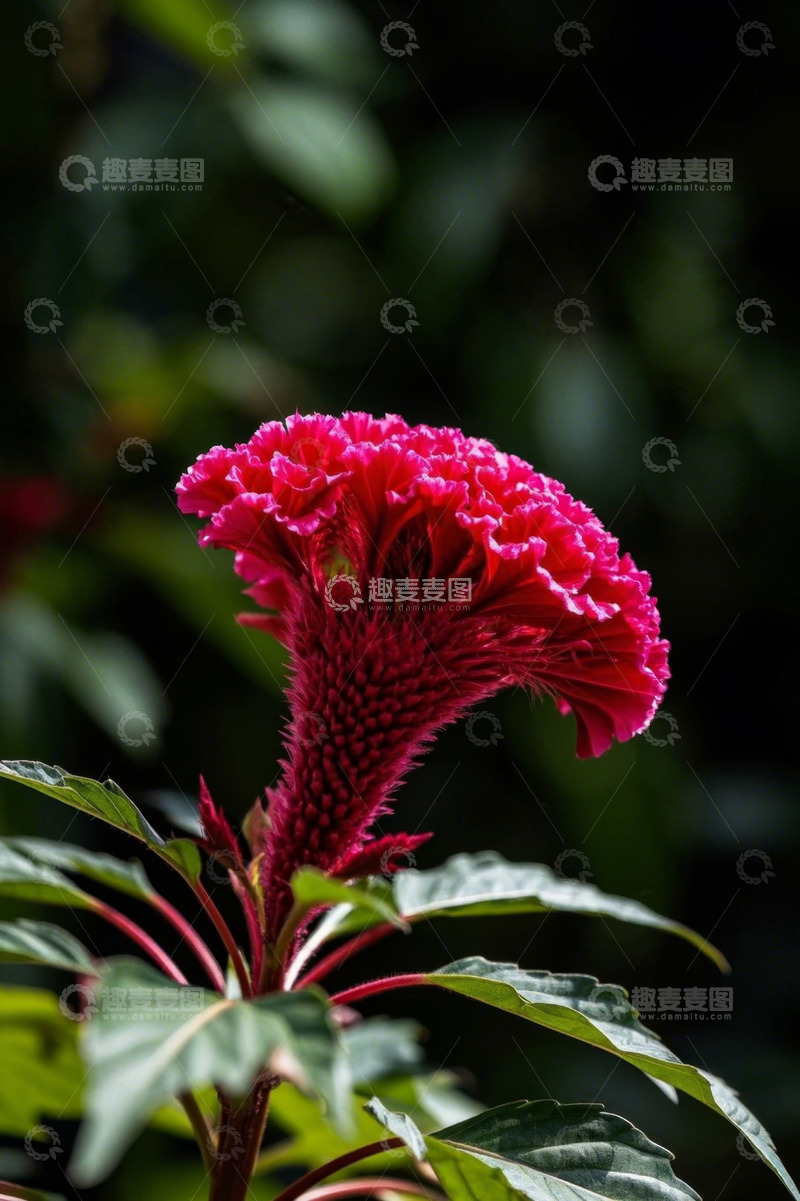 高清大图下载【趣麦麦图】特写鸡冠花鲜艳花朵