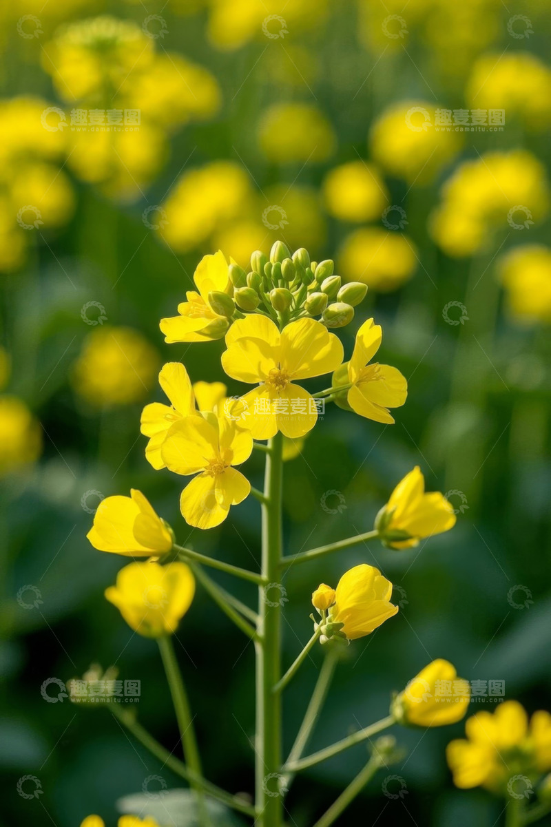 高清大图下载【趣麦麦图】黄色油菜花特写