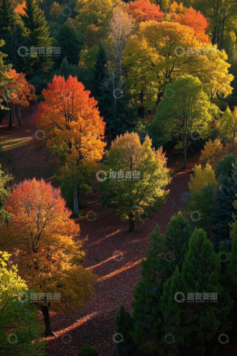 高清大图下载【趣麦麦图】秋日森林多彩树木风景