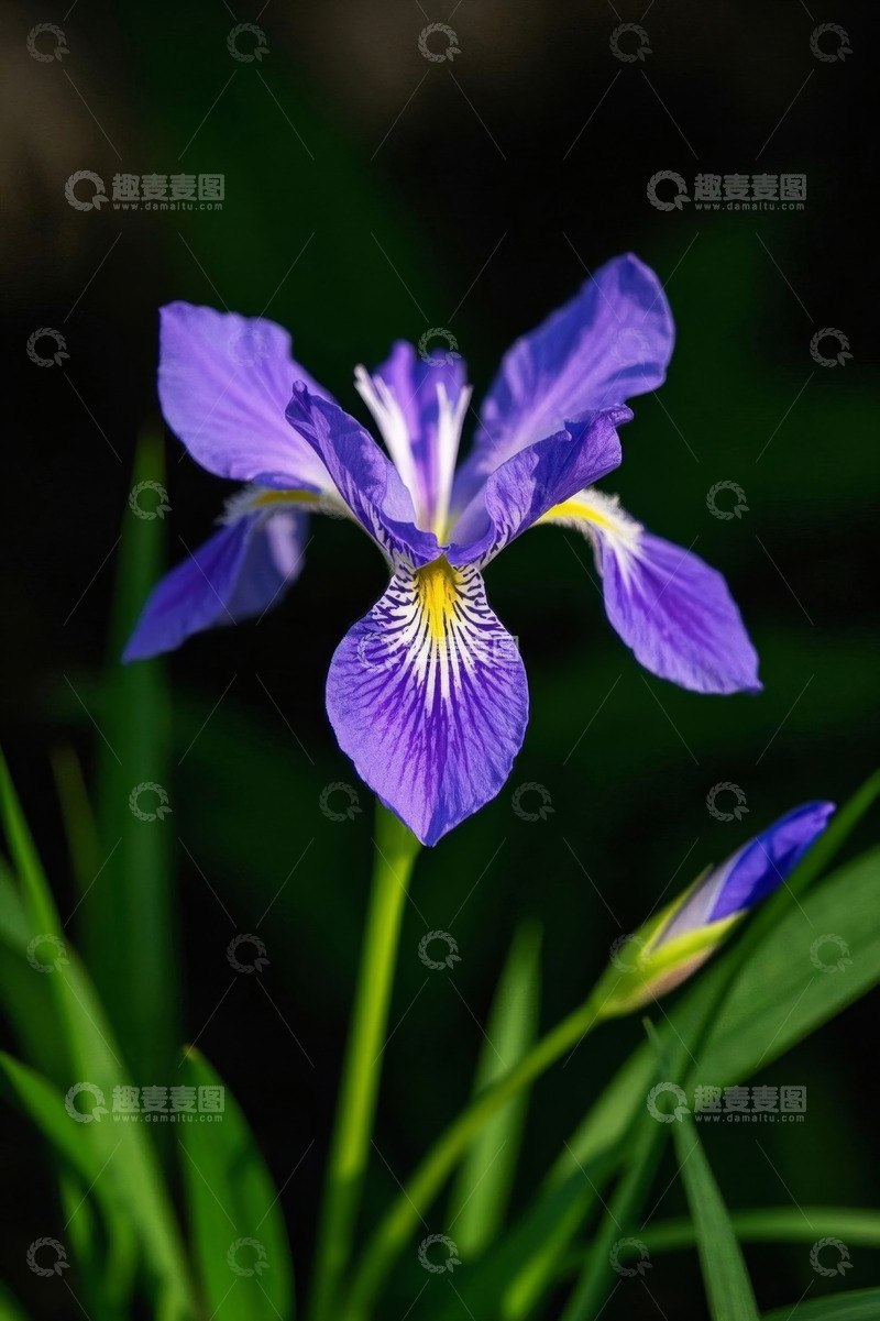 高清大图下载【趣麦麦图】紫色鸢尾花特写
