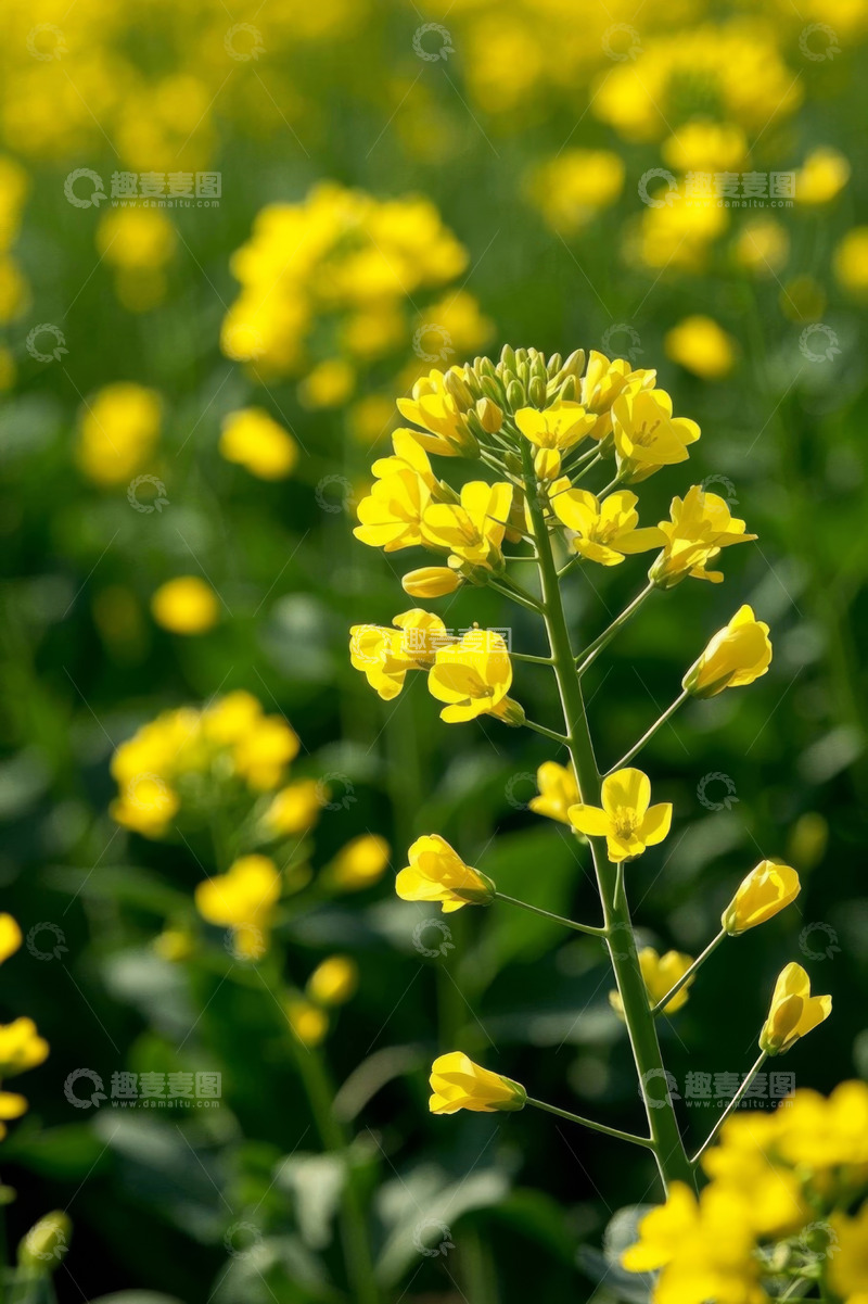 高清大图下载【趣麦麦图】黄色油菜花特写