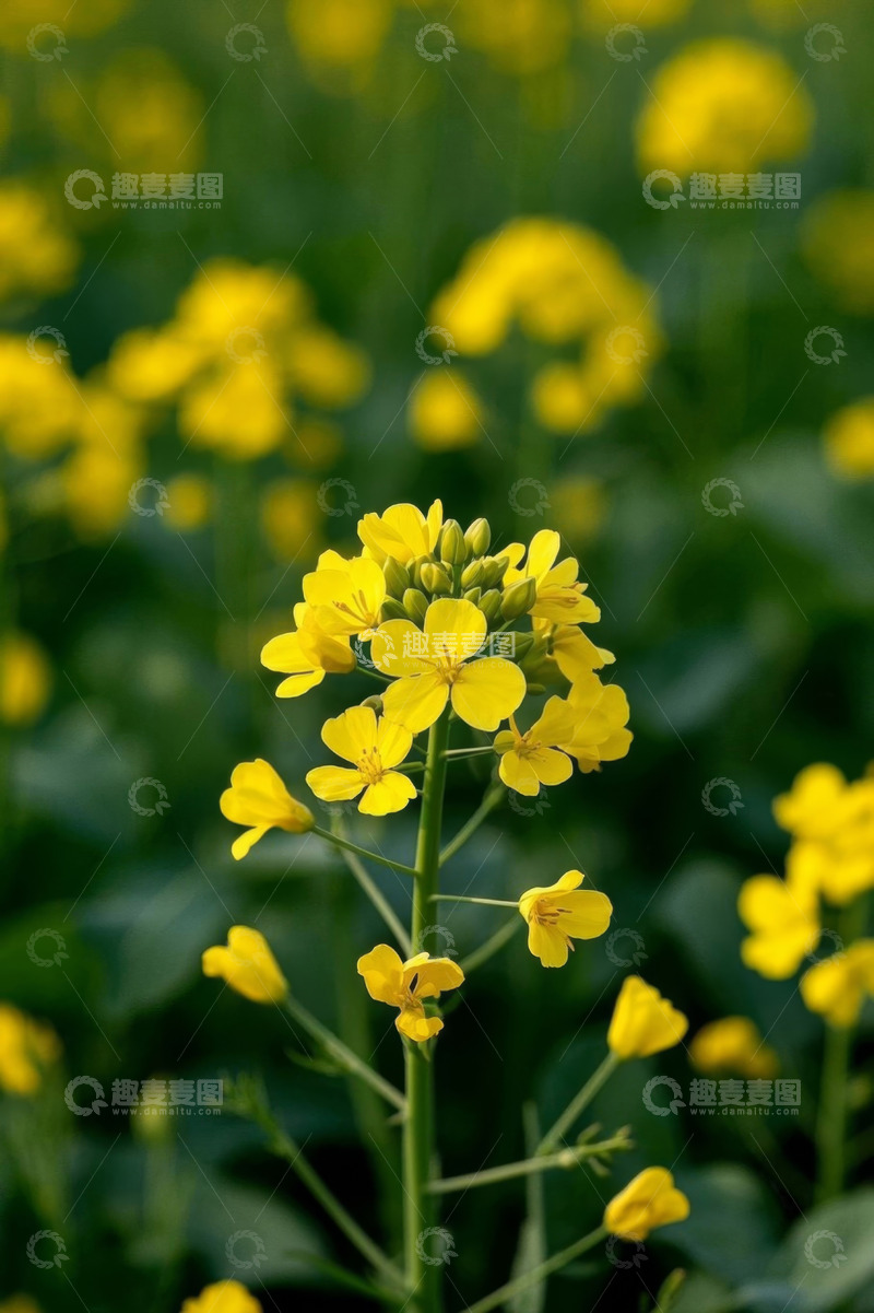 高清大图下载【趣麦麦图】特写黄色油菜花