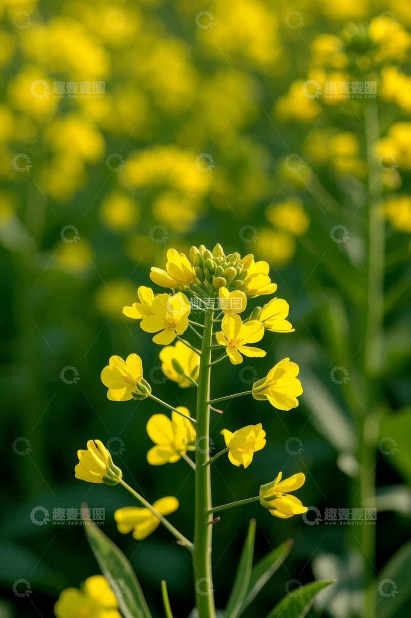 高清大图下载【趣麦麦图】特写黄色油菜花