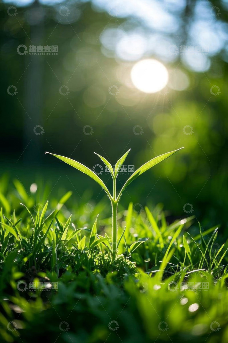 高清大图下载【趣麦麦图】阳光下新生绿植特写