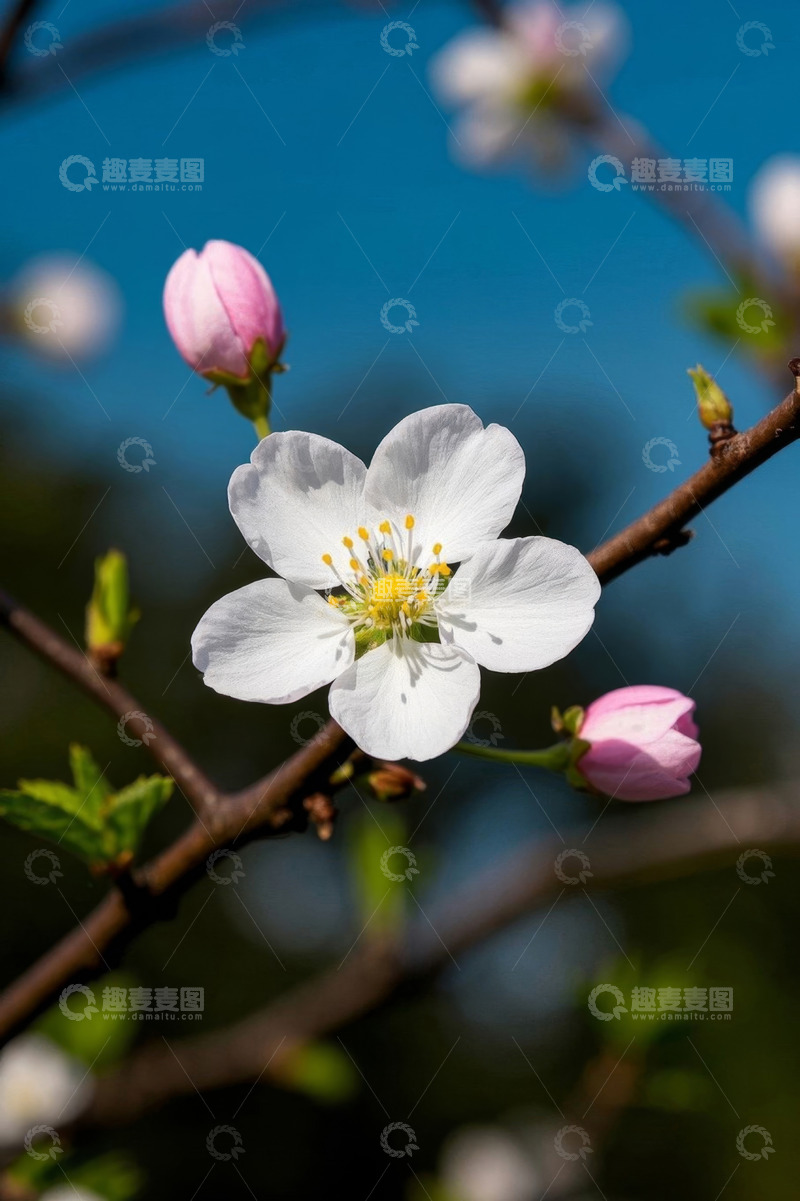 高清大图下载【趣麦麦图】盛开的白色花朵与粉色花苞