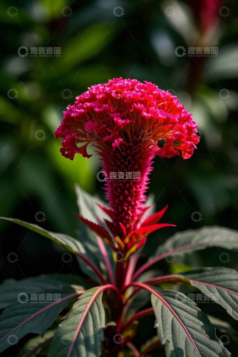 高清大图下载【趣麦麦图】红色鸡冠花特写