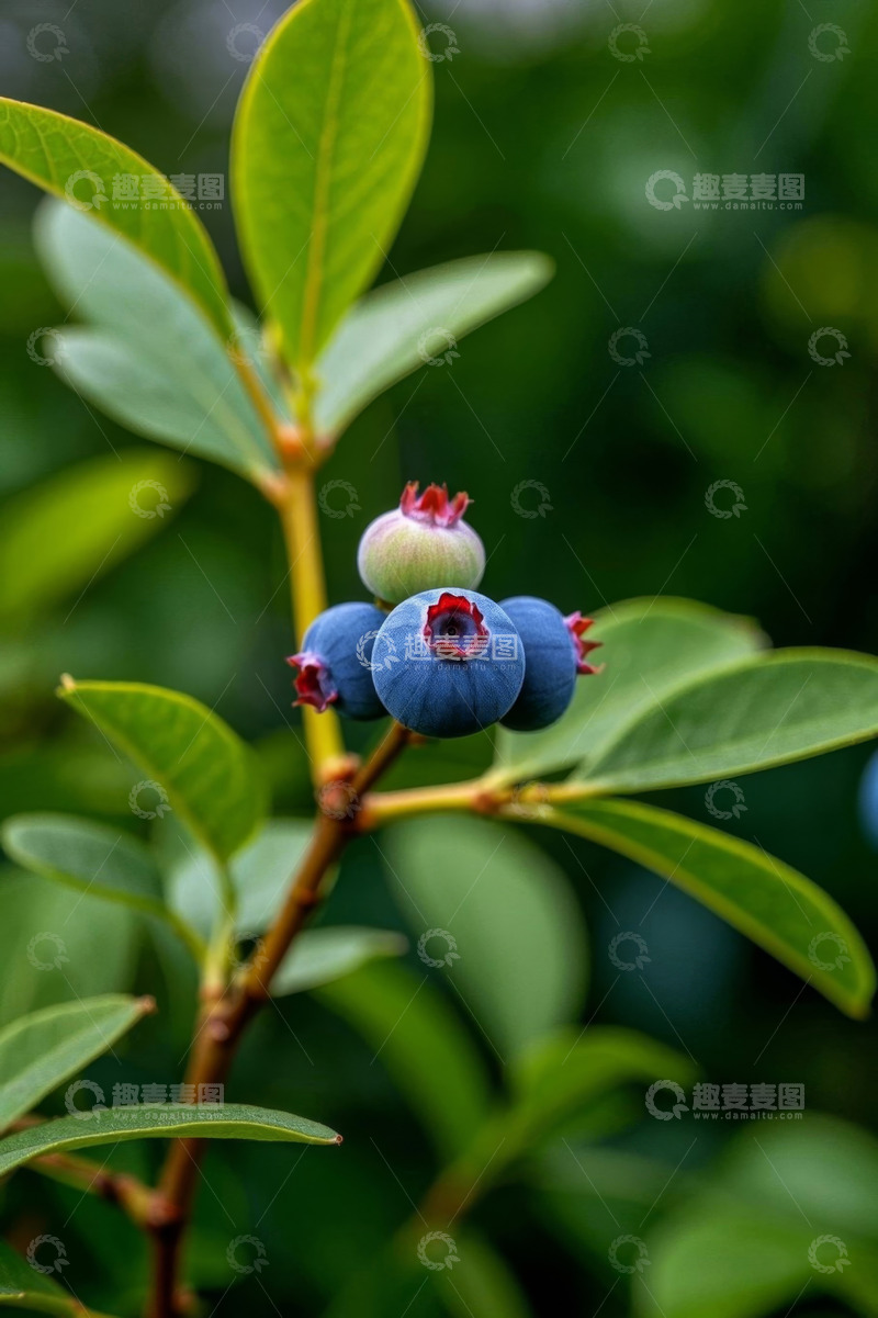 高清大图下载【趣麦麦图】枝头成熟蓝莓特写