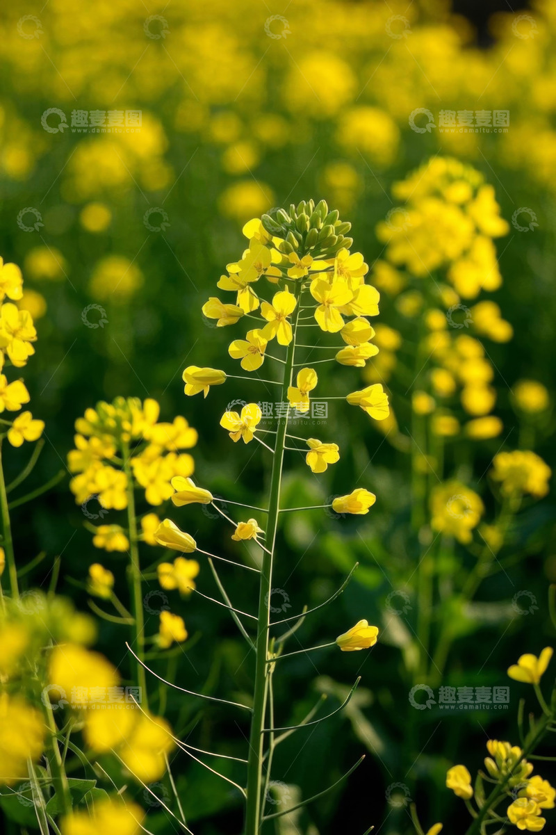 高清大图下载【趣麦麦图】黄色油菜花特写素材