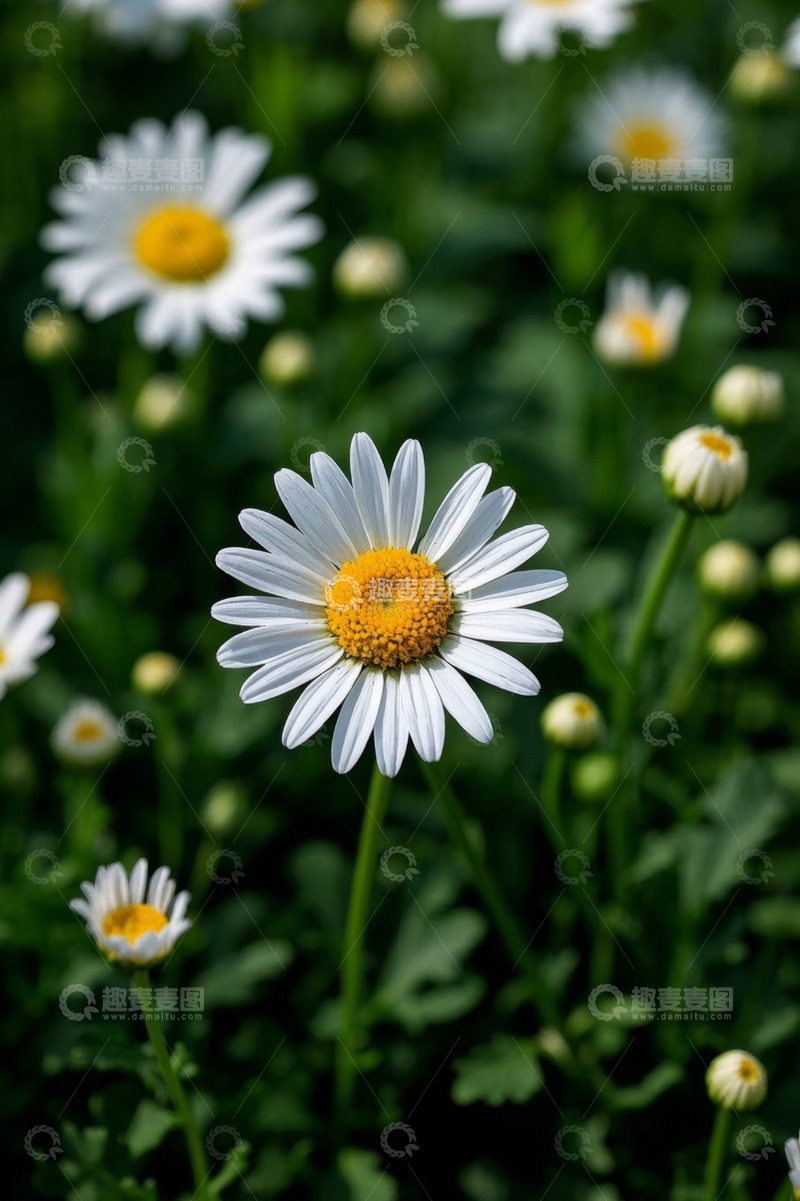 高清大图下载【趣麦麦图】白色雏菊特写自然花卉
