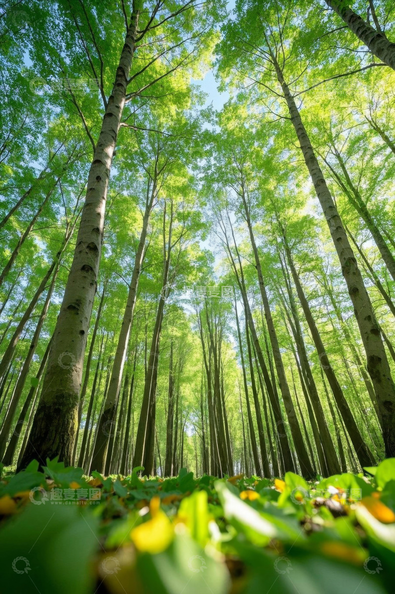 高清大图下载【趣麦麦图】仰视视角下的茂密森林景观