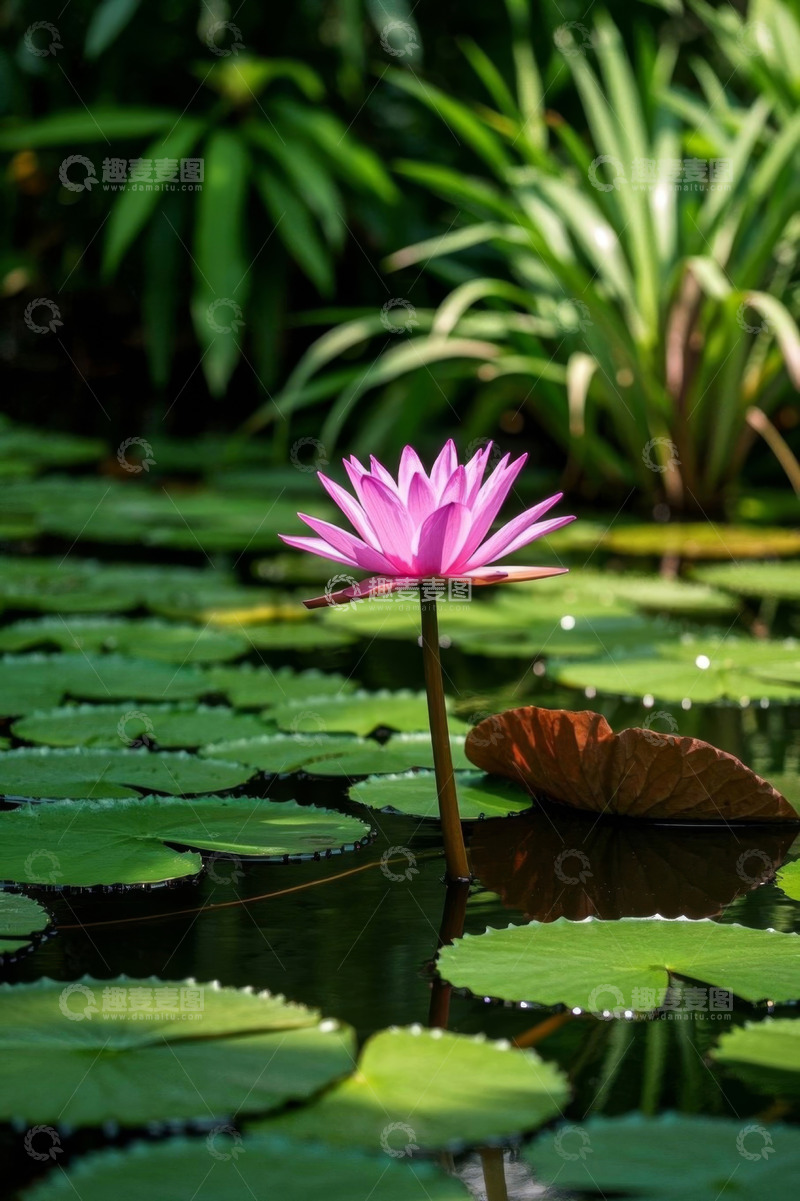 高清大图下载【趣麦麦图】池塘中绽放的粉色睡莲