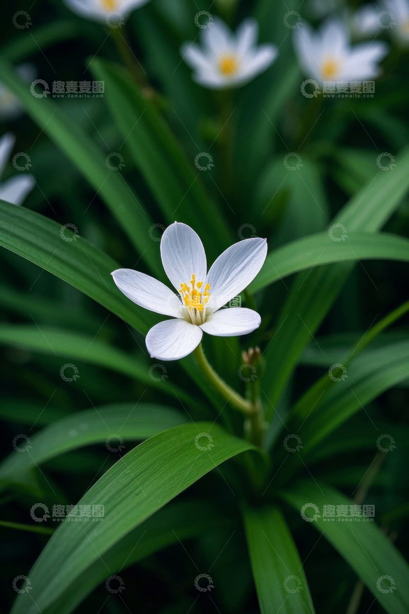 高清大图下载【趣麦麦图】白色小花特写