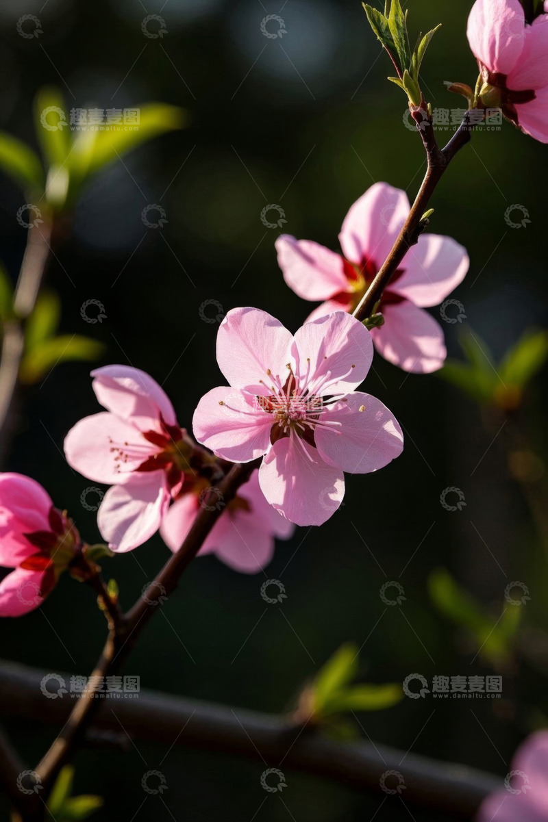 高清大图下载【趣麦麦图】粉色桃花特写