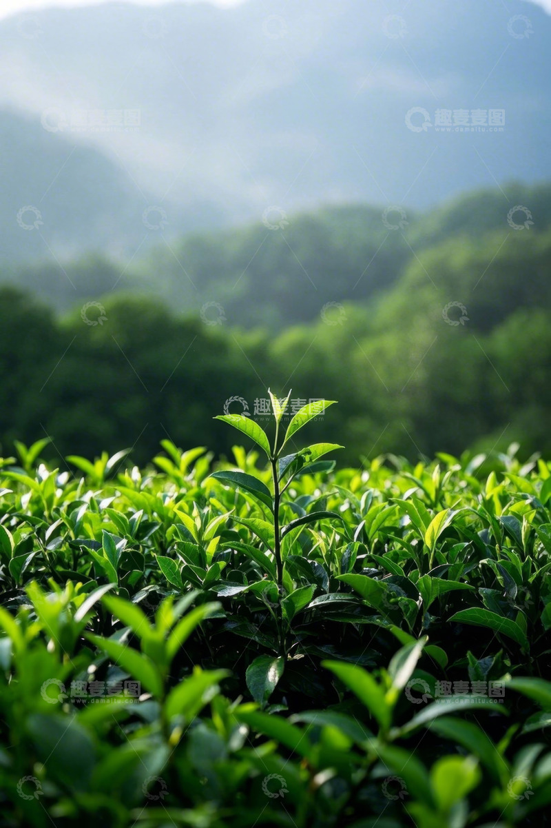 高清大图下载【趣麦麦图】茶园自然风光特写