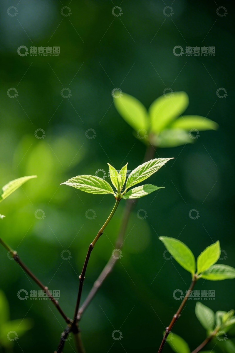 高清大图下载【趣麦麦图】嫩绿植物枝叶特写