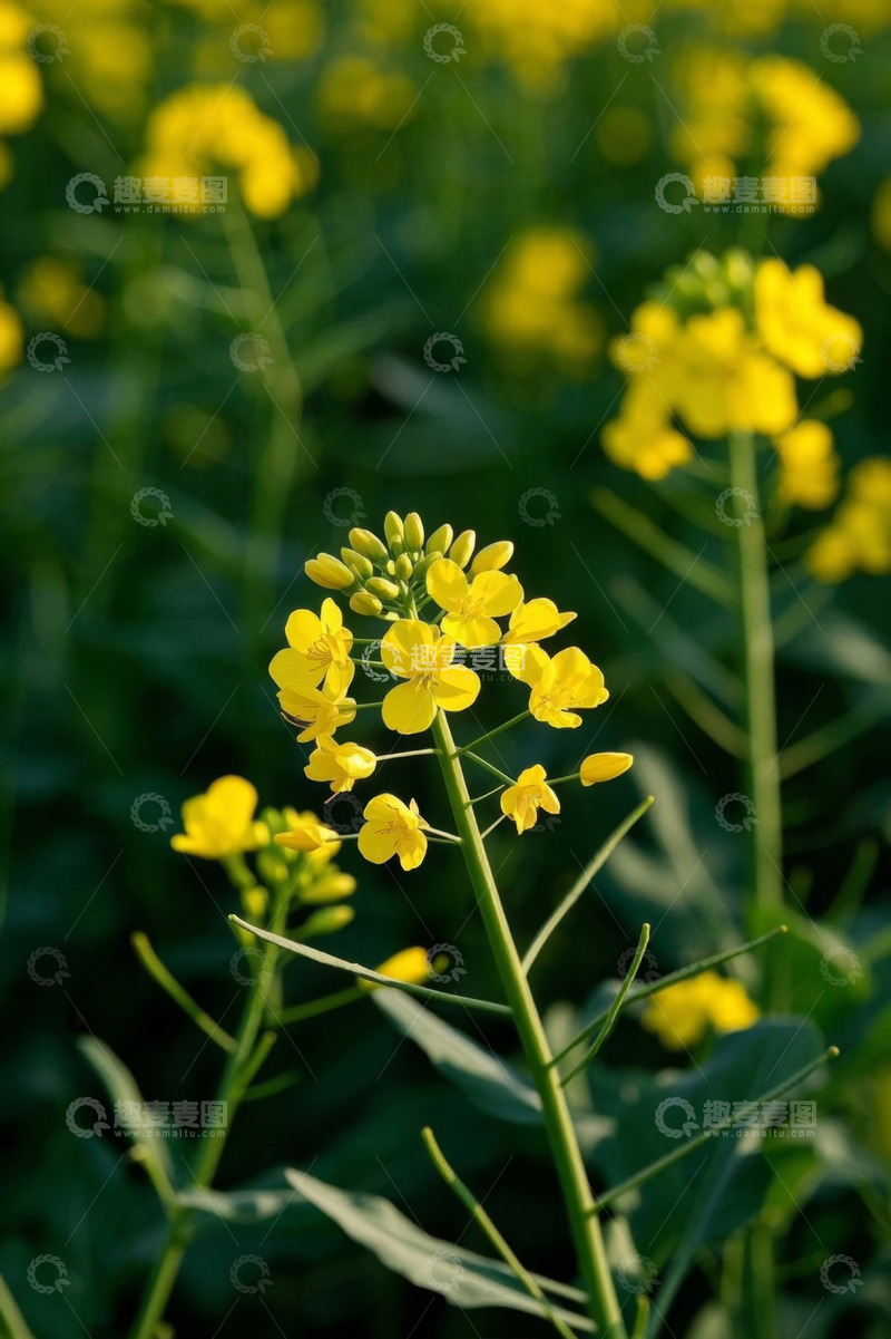 高清大图下载【趣麦麦图】黄色油菜花特写