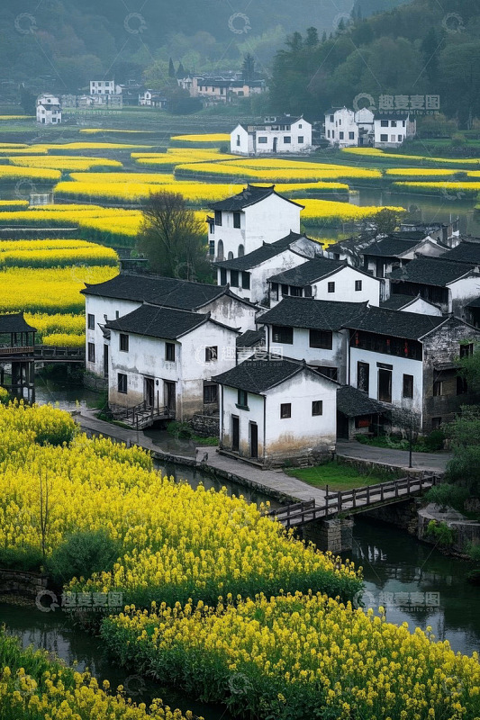 婺源乡村油菜花田景色
