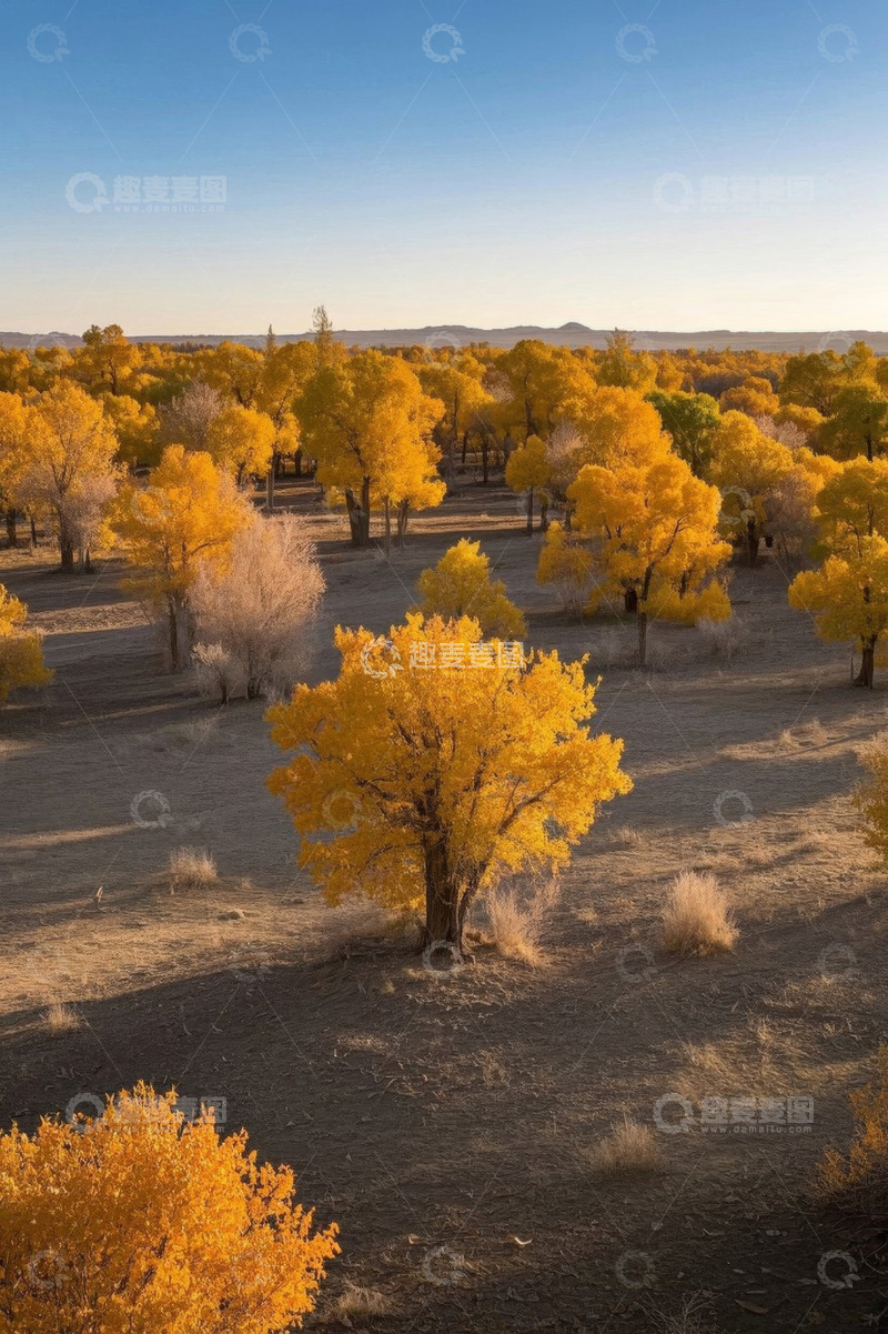高清大图下载【趣麦麦图】阿拉善金黄胡杨林自然风光
