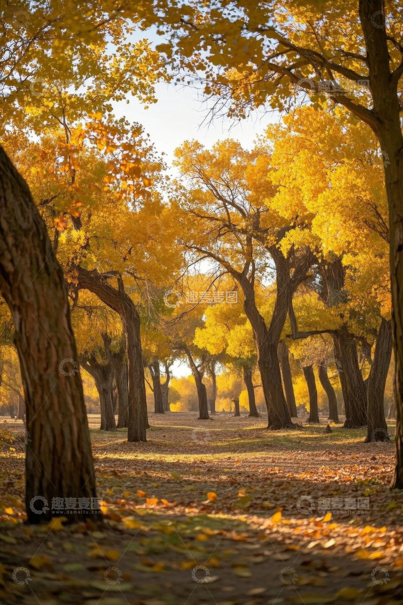 高清大图下载【趣麦麦图】秋日金黄树林风景