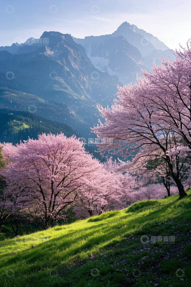 高清大图下载【趣麦麦图】山坡上盛开的粉色樱花与山峦