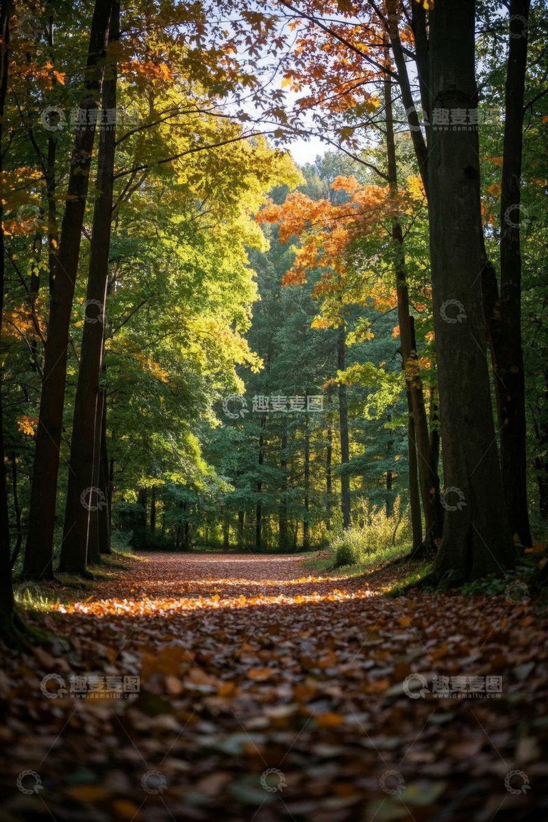高清大图下载【趣麦麦图】秋日森林落叶小道风景