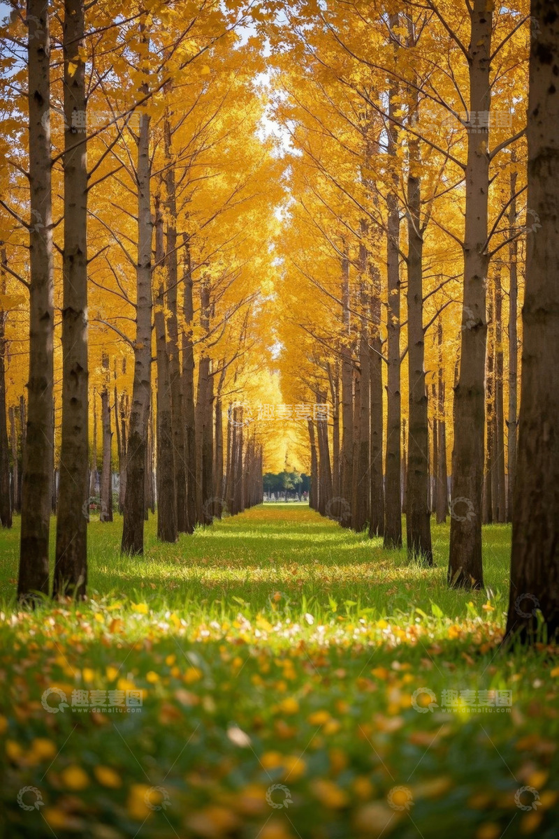 高清大图下载【趣麦麦图】秋日金黄树林景观