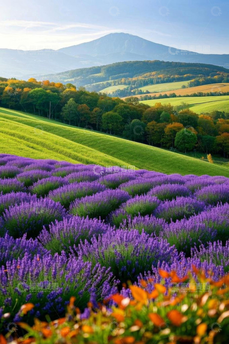 高清大图下载【趣麦麦图】紫色薰衣草花田与远山风景