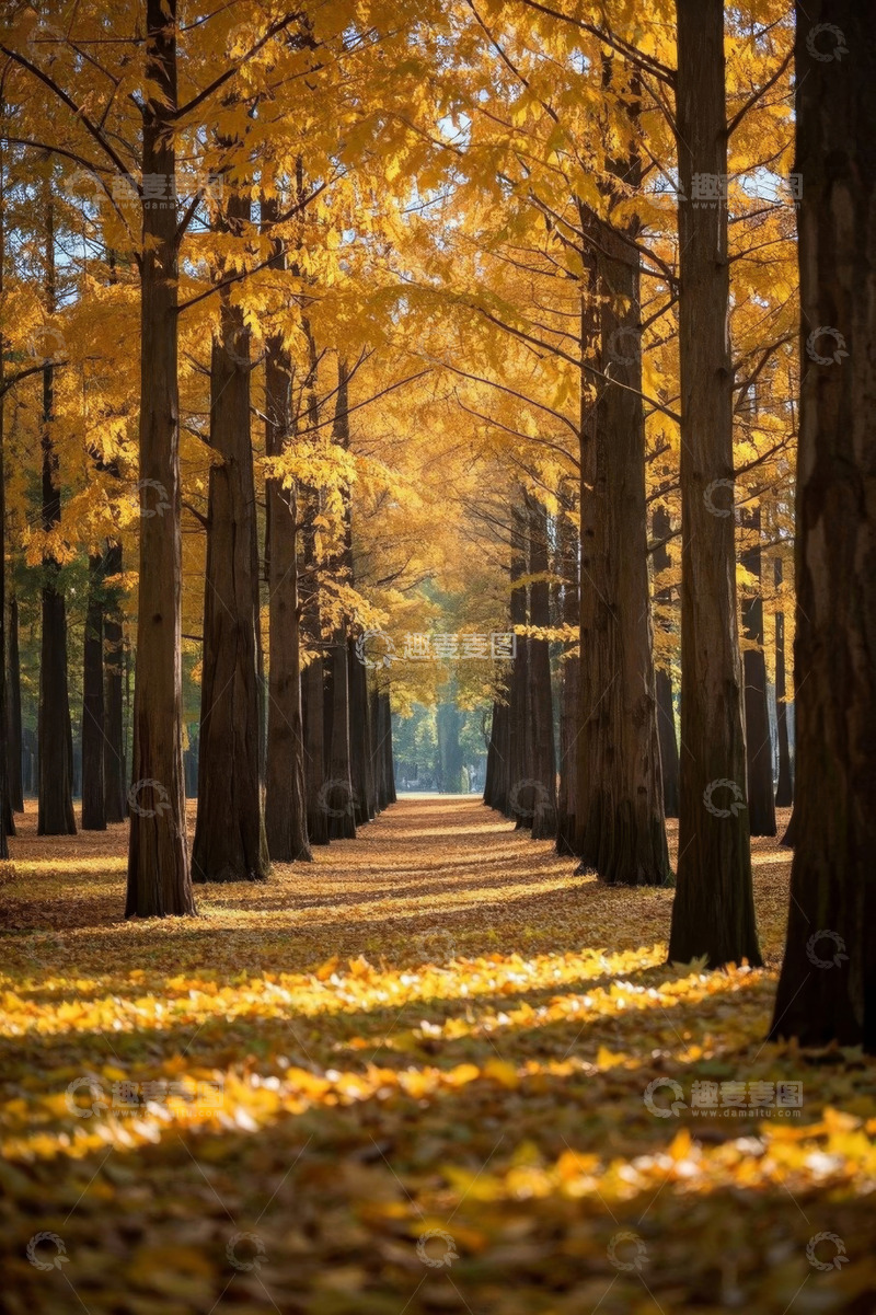 高清大图下载【趣麦麦图】秋日树林金黄落叶景观