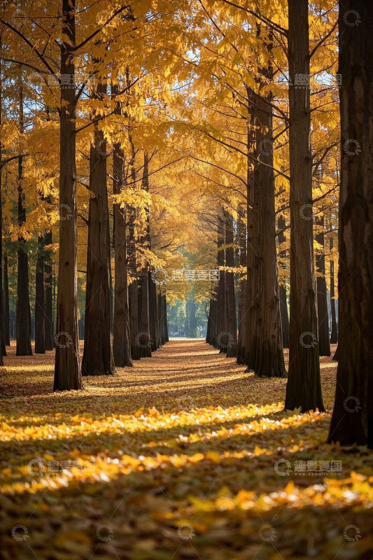 秋日树林金黄落叶景观