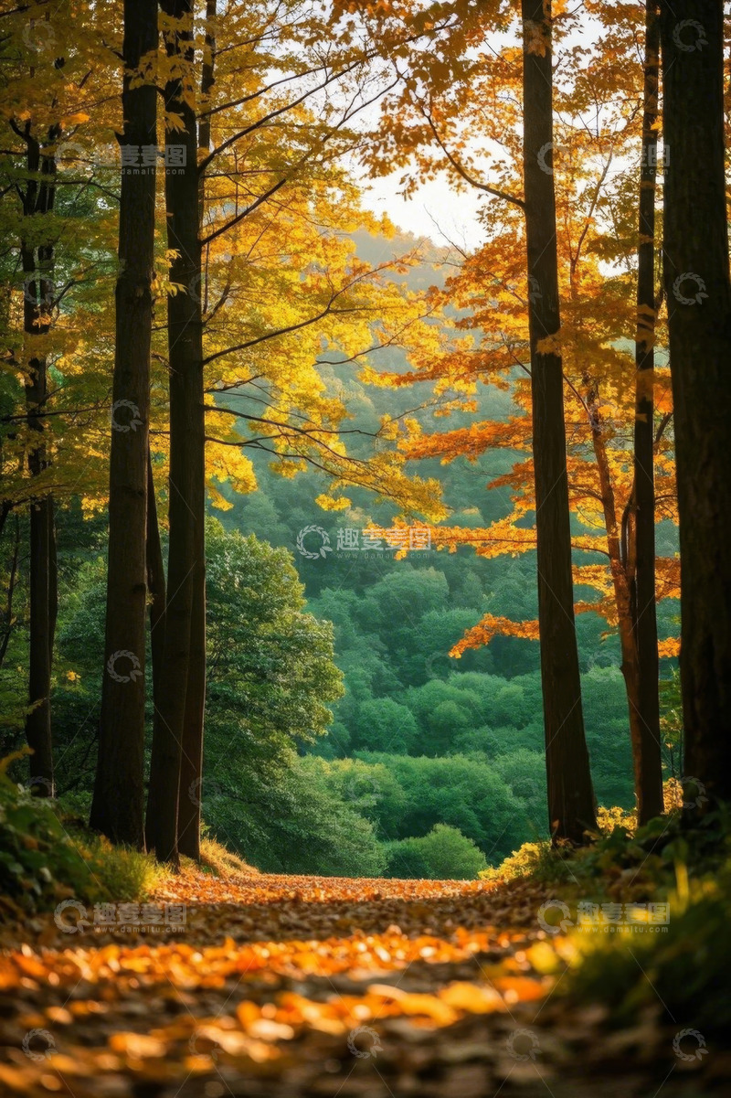 高清大图下载【趣麦麦图】秋日森林中的林荫小道