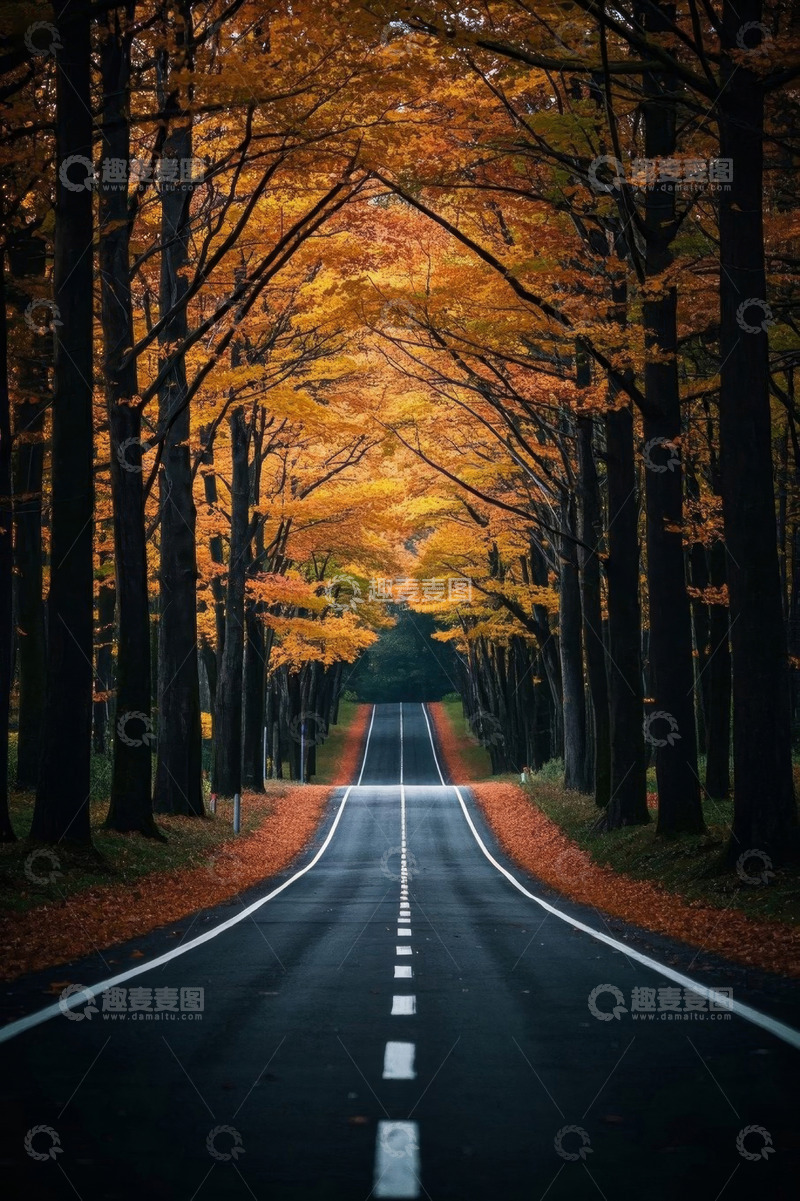 高清大图下载【趣麦麦图】秋日林间公路景色