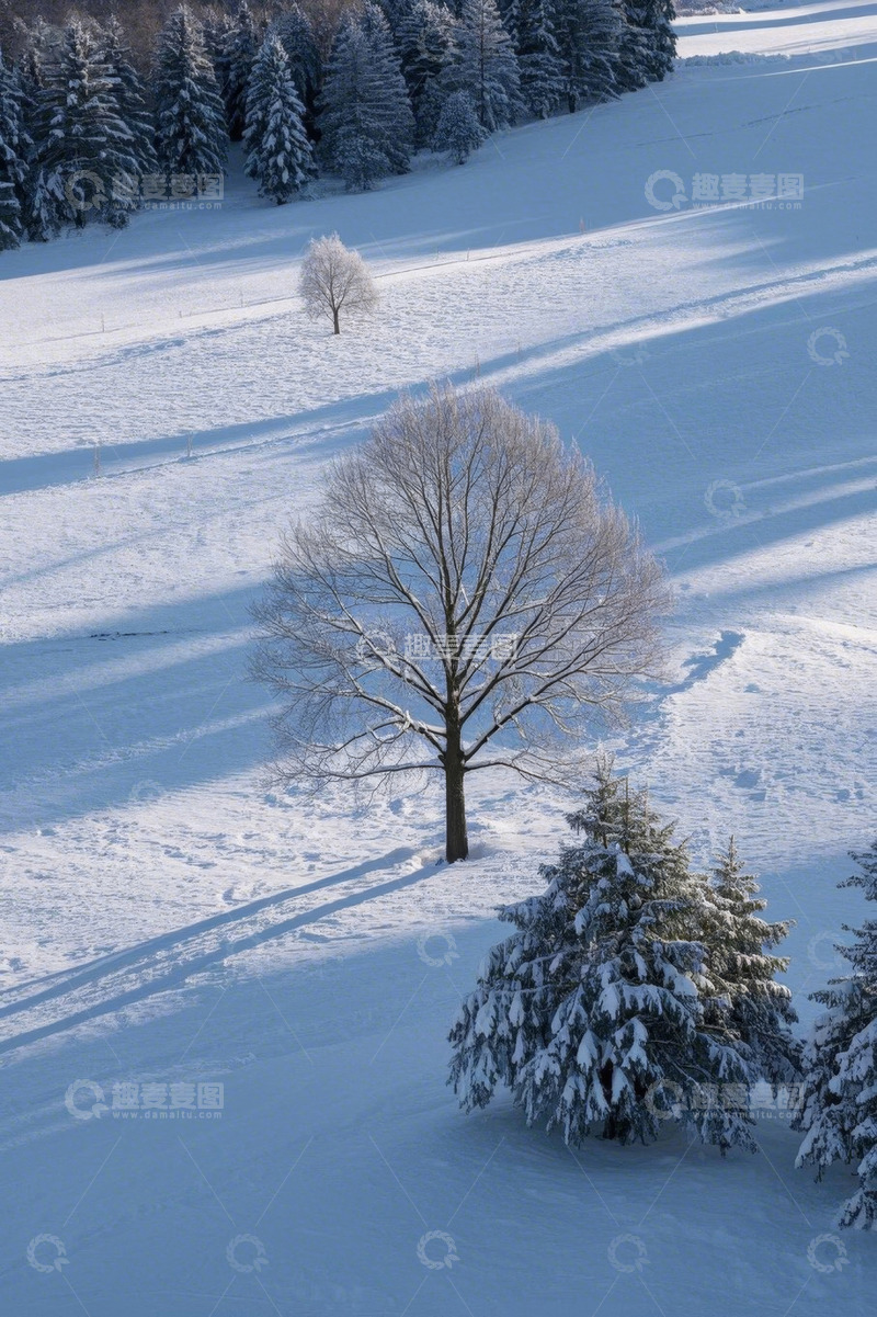 高清大图下载【趣麦麦图】雪地中的树木与森林景观