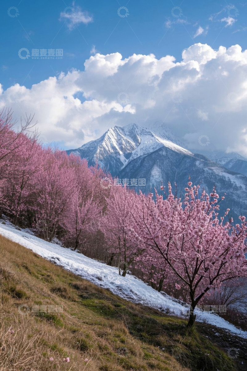 高清大图下载【趣麦麦图】雪山下盛开的粉色花树