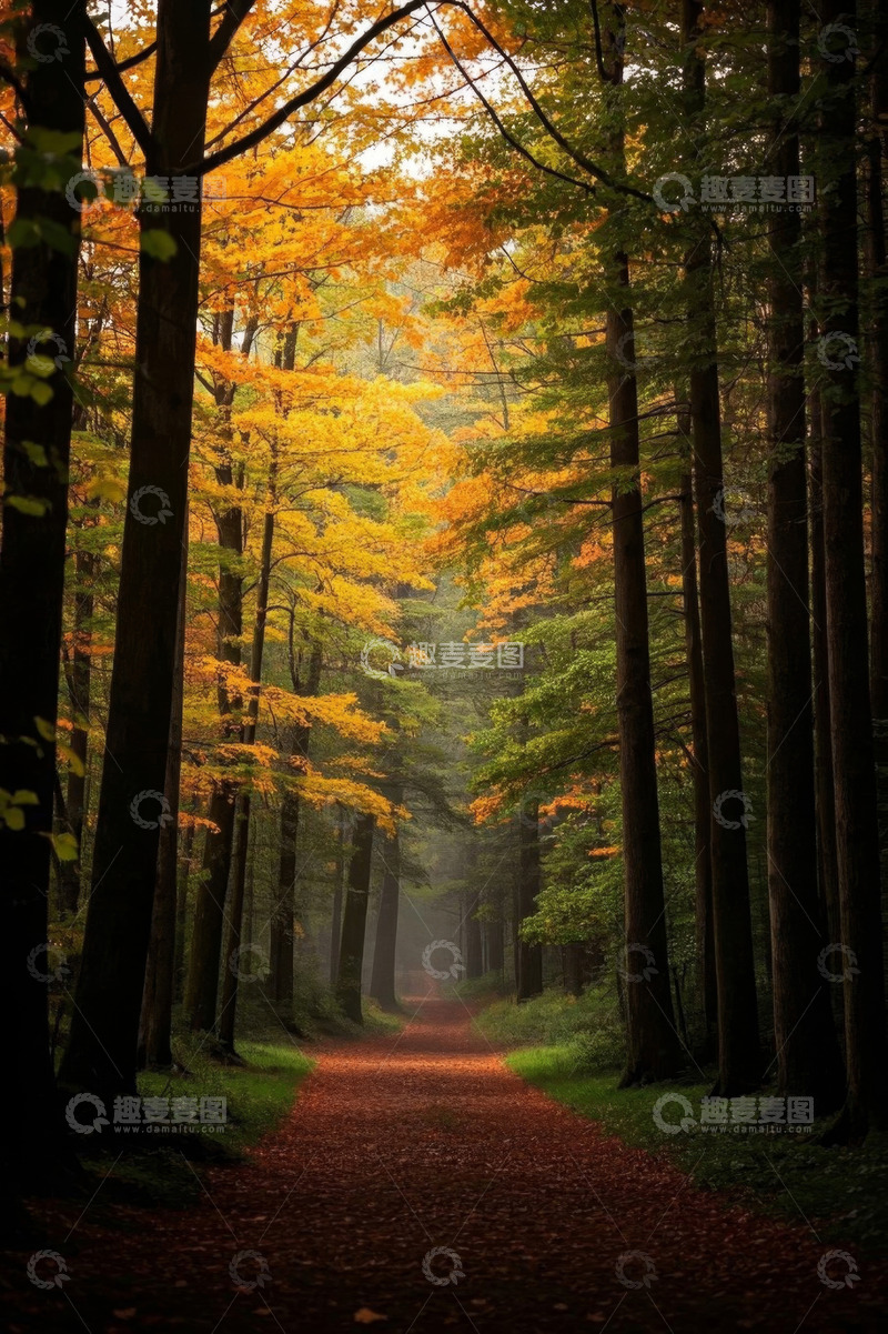 高清大图下载【趣麦麦图】秋日森林中的小径风景