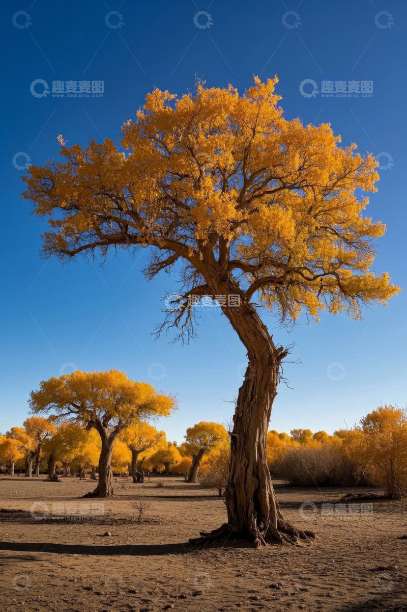 高清大图下载【趣麦麦图】沙漠中金黄色胡杨林风景