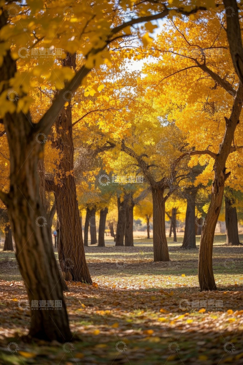 高清大图下载【趣麦麦图】秋日树林金黄树叶景观