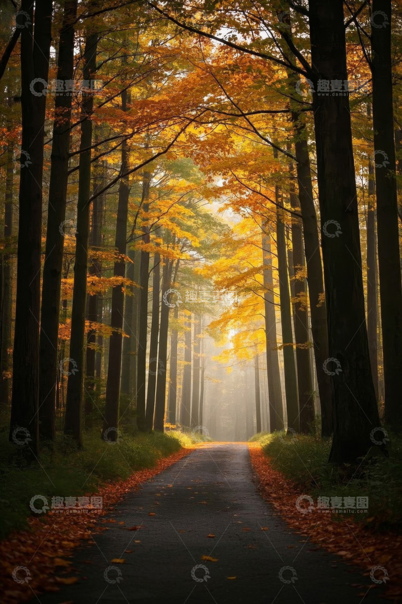 高清大图下载【趣麦麦图】秋日森林中的林间小路