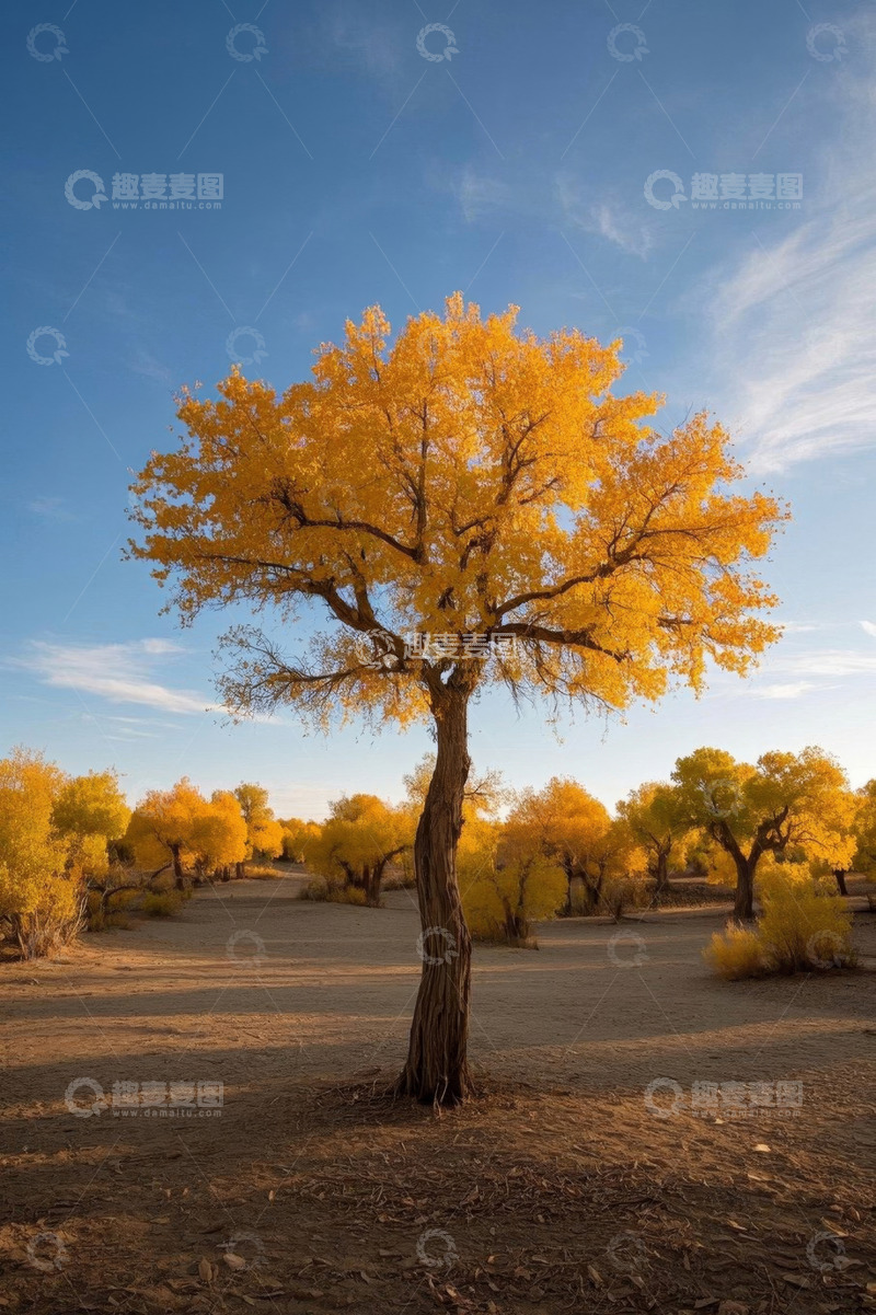 高清大图下载【趣麦麦图】沙漠中的金黄胡杨树风光