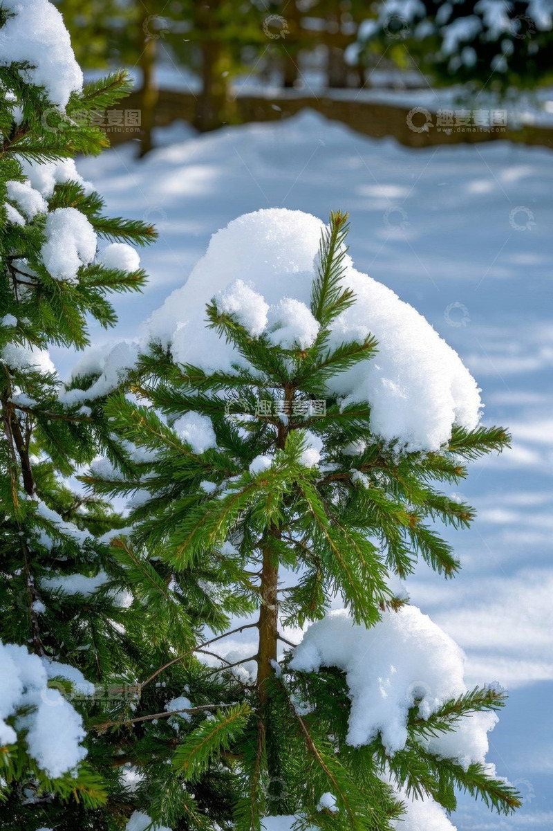 高清大图下载【趣麦麦图】积雪覆盖的户外松树景象