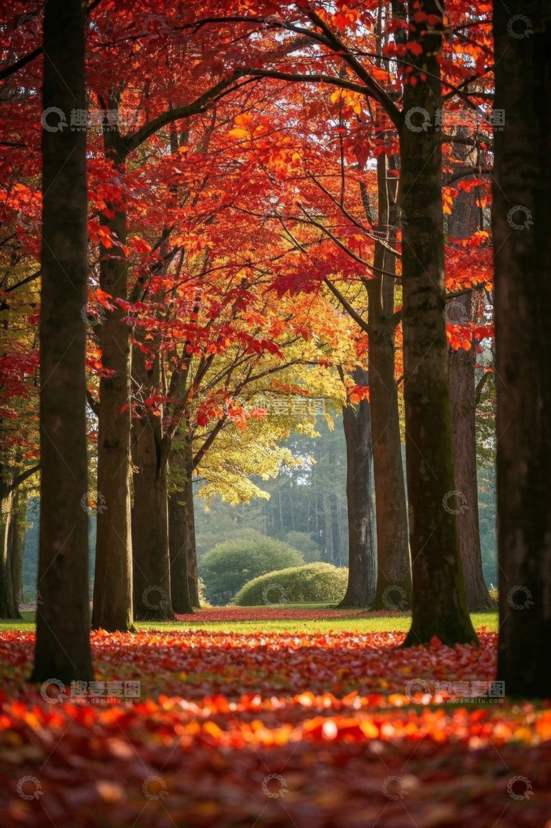 高清大图下载【趣麦麦图】秋日森林红叶景观