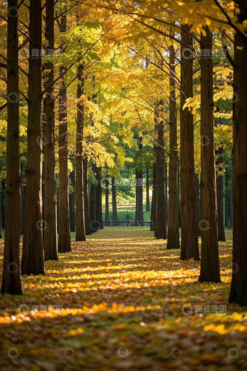 高清大图下载【趣麦麦图】秋日树林光影美景