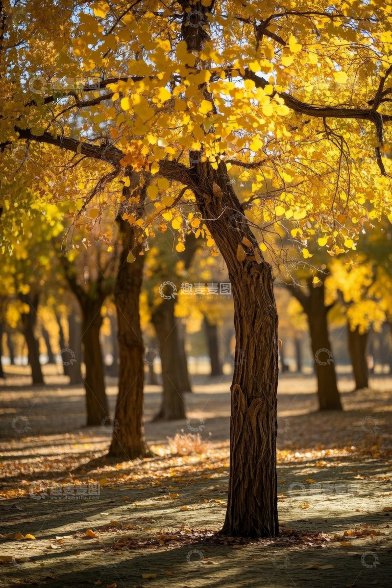 高清大图下载【趣麦麦图】秋日公园银杏树风景